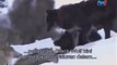 BLACK WOLF Hybrid vs Wolves of Yellowstone 3