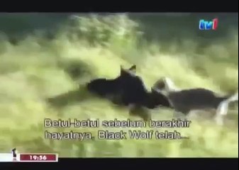 BLACK WOLF Hybrid vs Wolves of Yellowstone 1