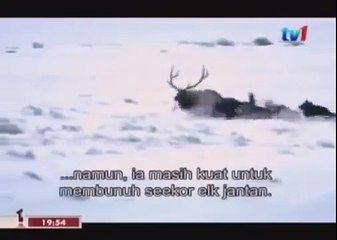 BLACK WOLF Hybrid vs Wolves of Yellowstone 4