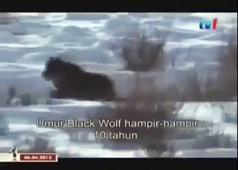 BLACK WOLF Hybrid vs Wolves of Yellowstone 5