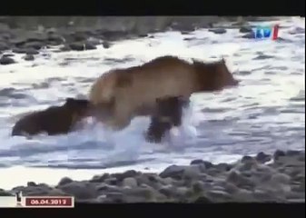BLACK WOLF Hybrid vs Wolves of Yellowstone 14