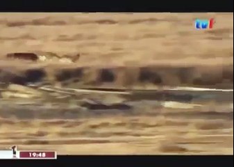 BLACK WOLF Hybrid vs Wolves of Yellowstone 16