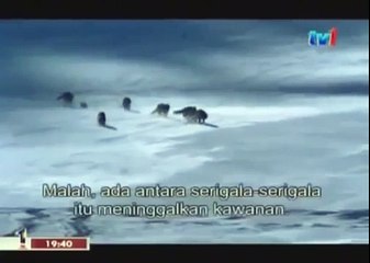 BLACK WOLF Hybrid vs Wolves of Yellowstone 28