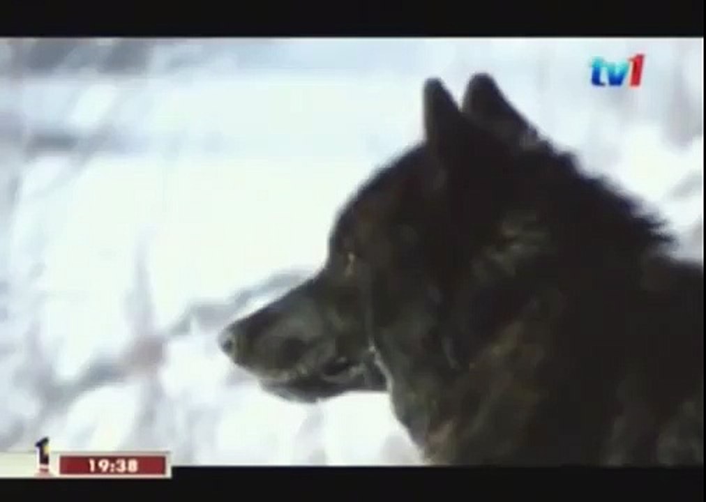 BLACK WOLF Hybrid vs Wolves of Yellowstone 32