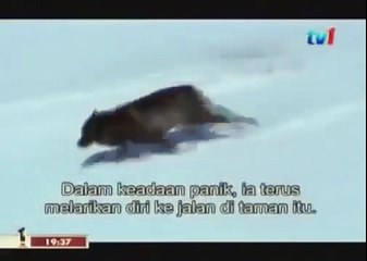 BLACK WOLF Hybrid vs Wolves of Yellowstone 35