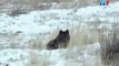 BLACK WOLF Hybrid vs Wolves of Yellowstone 40