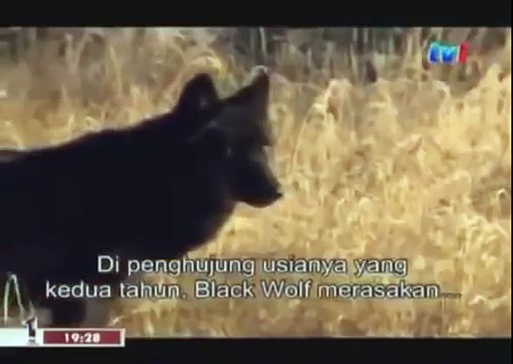 BLACK WOLF Hybrid vs Wolves of Yellowstone 52