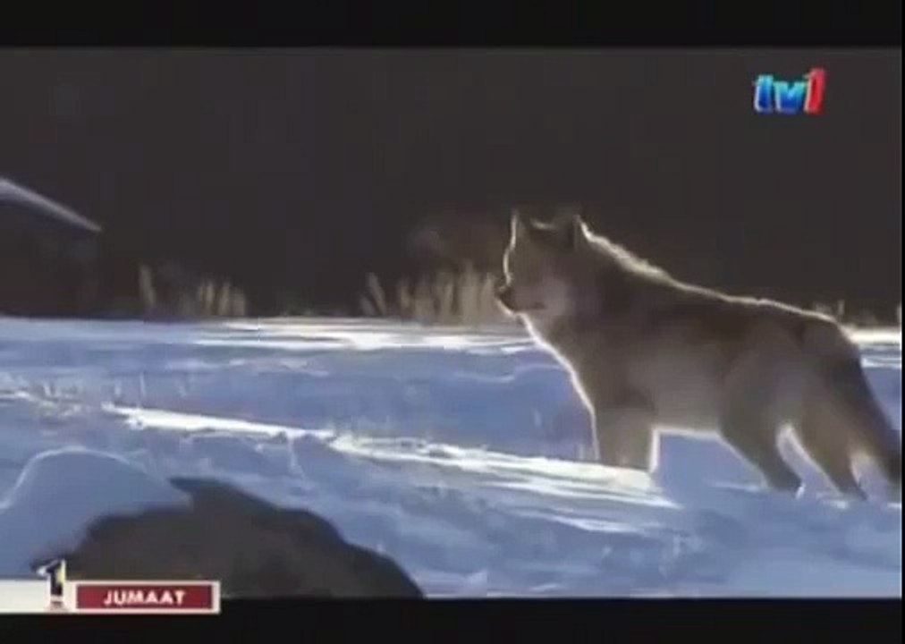 BLACK WOLF Hybrid vs Wolves of Yellowstone 60