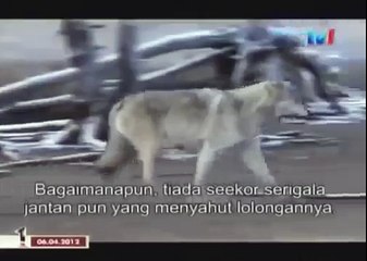 BLACK WOLF Hybrid vs Wolves of Yellowstone 62