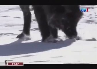 BLACK WOLF Hybrid vs Wolves of Yellowstone 64