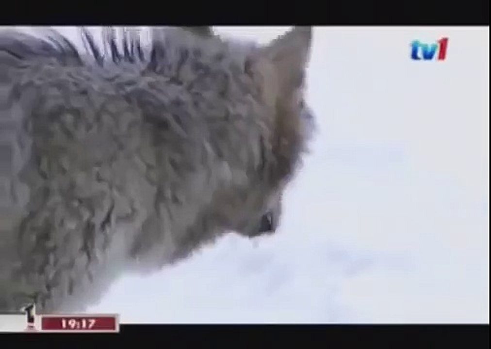 BLACK WOLF Hybrid vs Wolves of Yellowstone 65