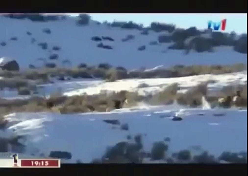 BLACK WOLF Hybrid vs Wolves of Yellowstone 67