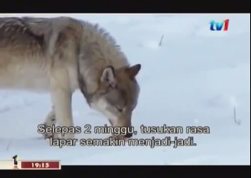 BLACK WOLF Hybrid vs Wolves of Yellowstone 68