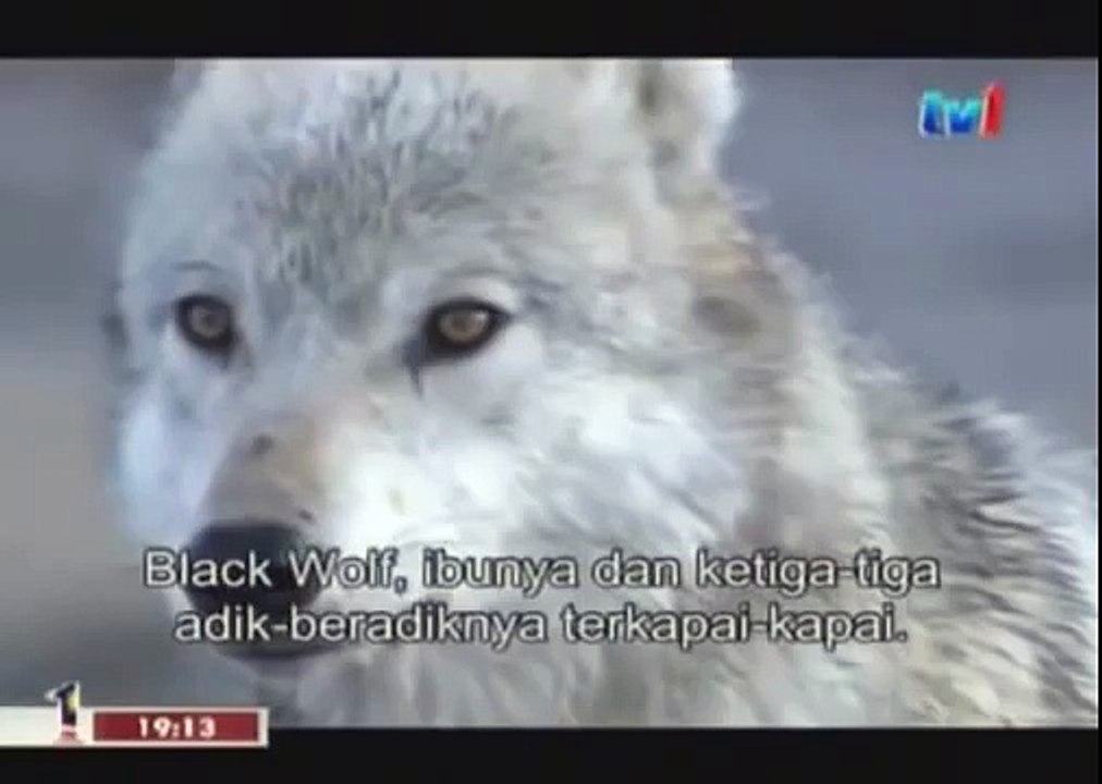BLACK WOLF Hybrid vs Wolves of Yellowstone 69