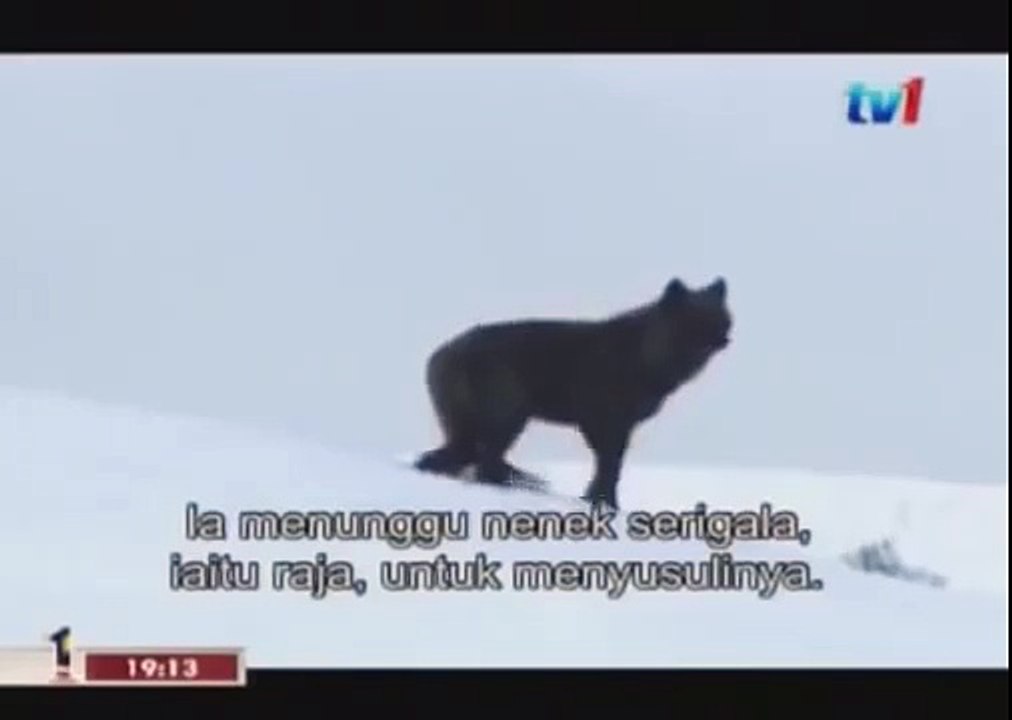 BLACK WOLF Hybrid vs Wolves of Yellowstone 70