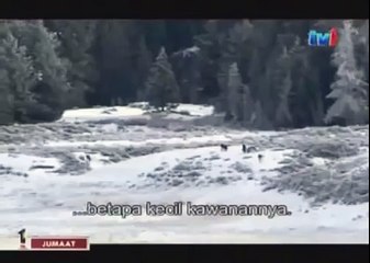 BLACK WOLF Hybrid vs Wolves of Yellowstone 71