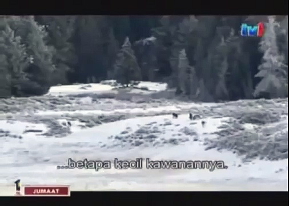 BLACK WOLF Hybrid vs Wolves of Yellowstone 71