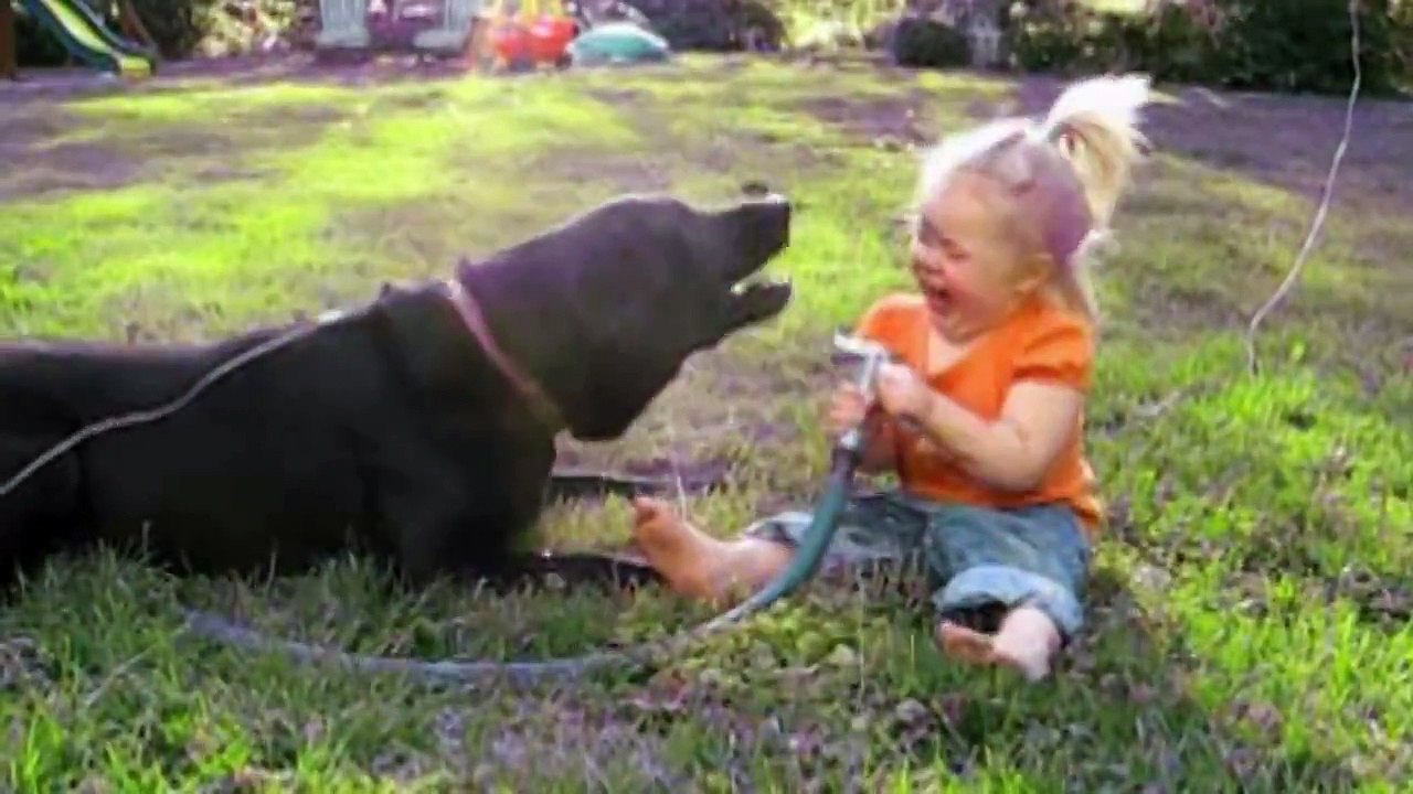 Labradors Are Awesome Part 2  Compilation