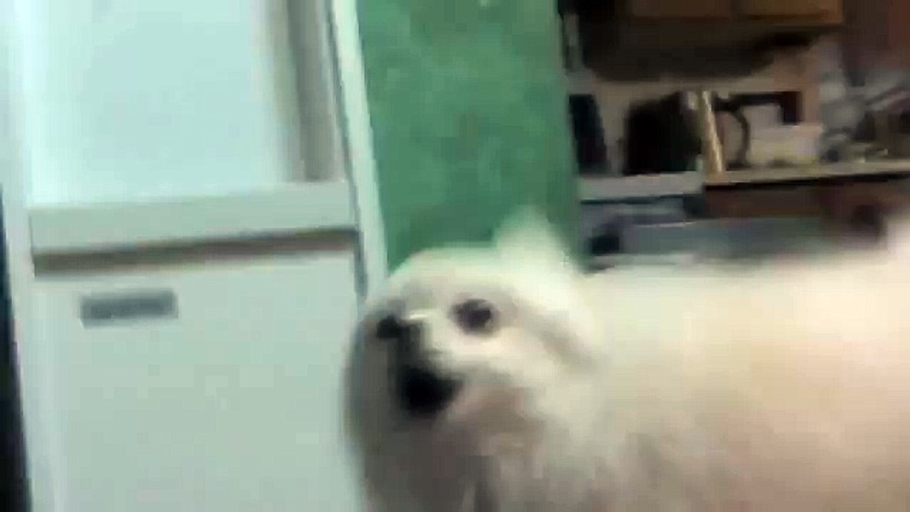 Dog Bark in Remix (Comic FULL HD 720P)