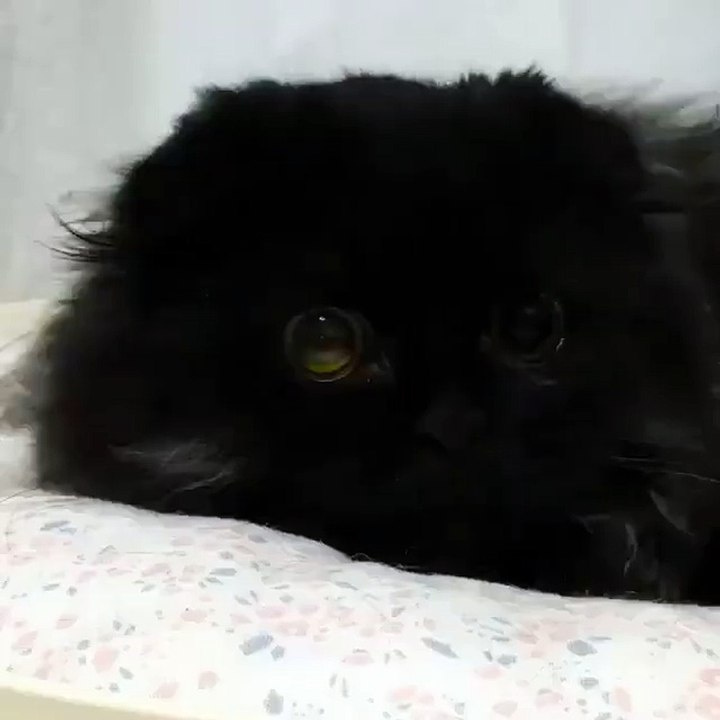 Amazing Cat Eyes