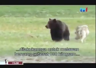 BLACK WOLF Hybrid vs Wolves of Yellowstone 79