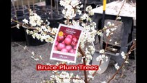 Fruit trees  on sale  for residental landscape spaces... The Bruce Plum Trees