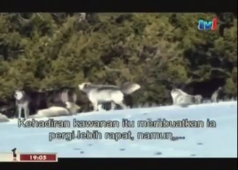 BLACK WOLF Hybrid vs Wolves of Yellowstone 86