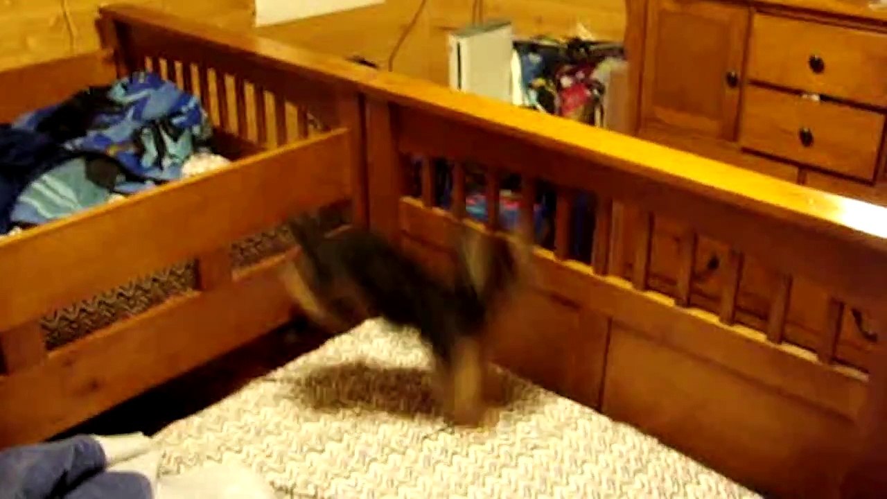 Yorkshire Terriers Are Awesome  Compilation