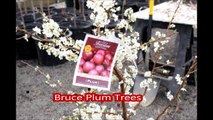 ...   Bruce Plums Trees    we offer for sale at HH Farm