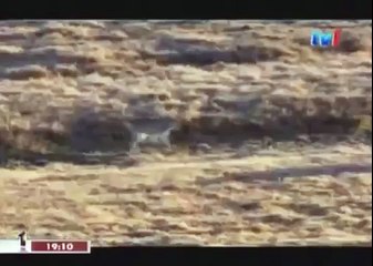 BLACK WOLF Hybrid vs Wolves of Yellowstone 75