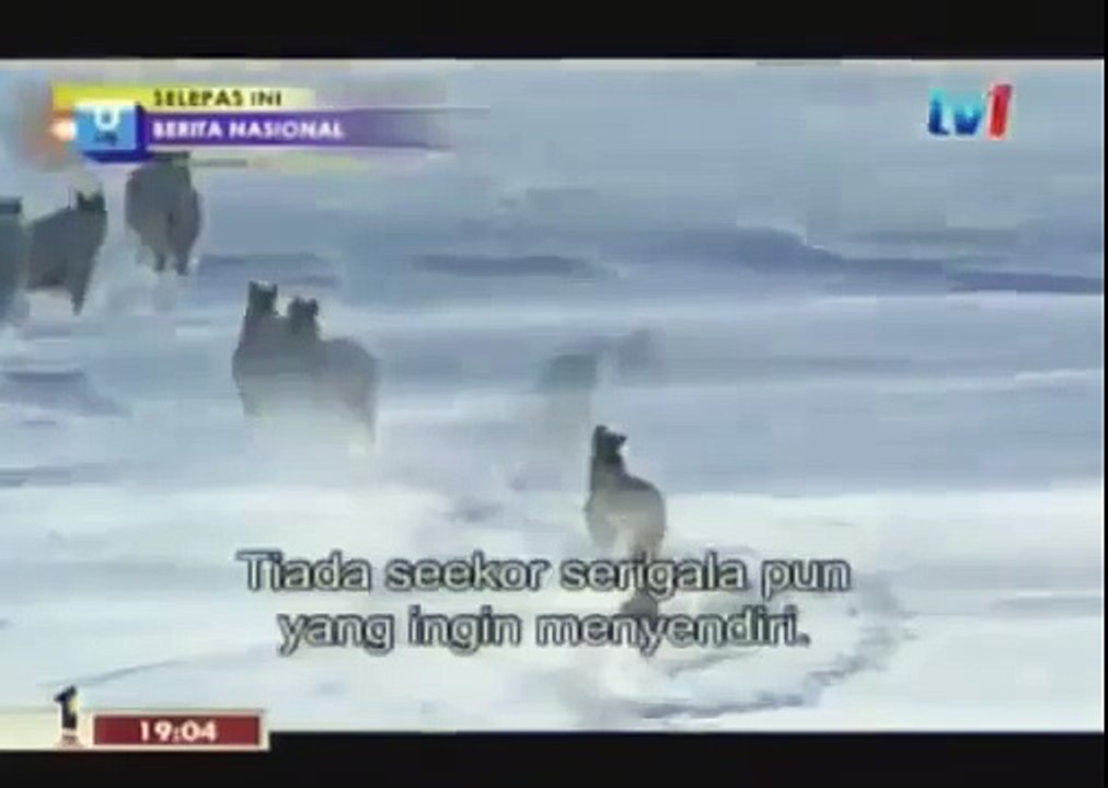 BLACK WOLF Hybrid vs Wolves of Yellowstone 87