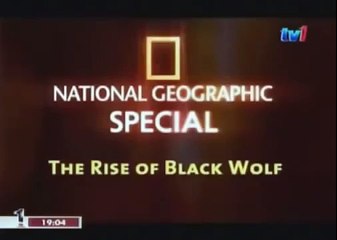 BLACK WOLF Hybrid vs Wolves of Yellowstone 88