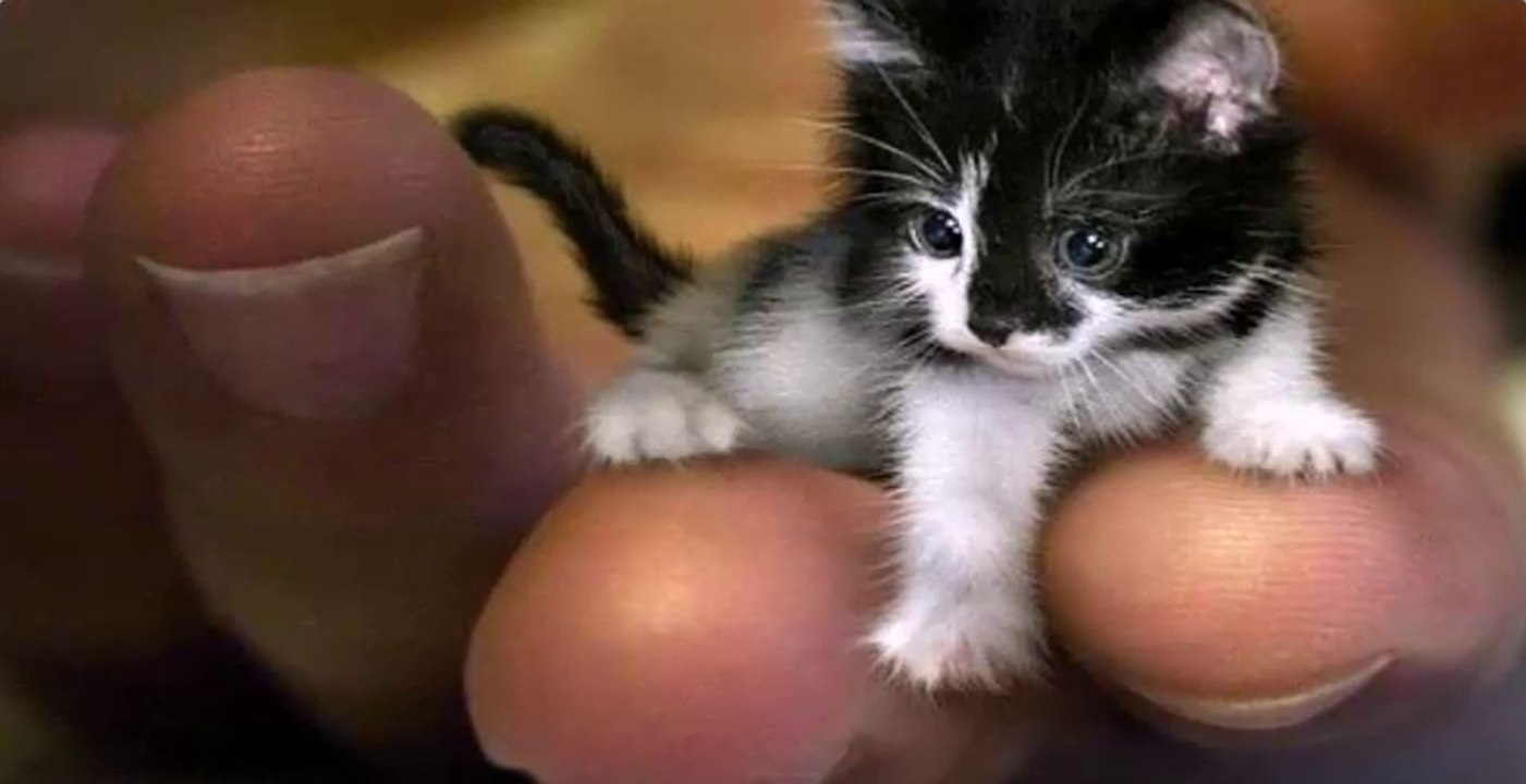 The verry small animals