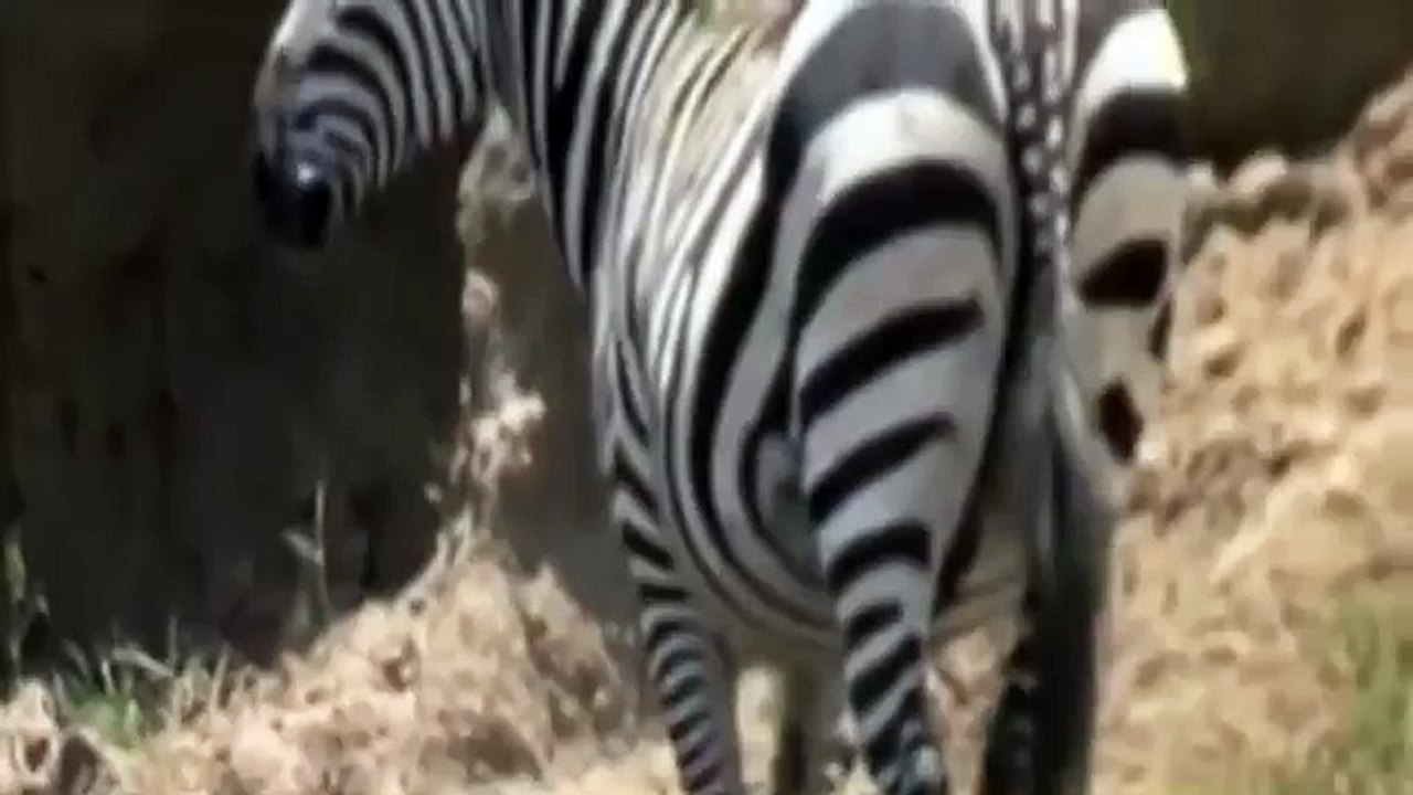 Croc kills Lion HD 5