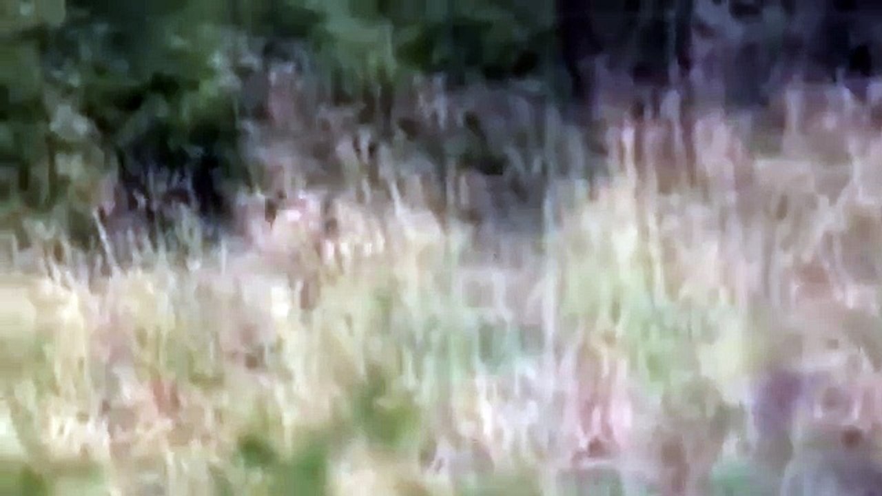 Croc kills Lion HD 12