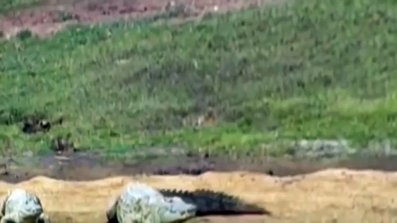 Croc kills Lion HD 16