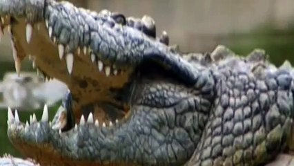 Croc kills Lion HD 38