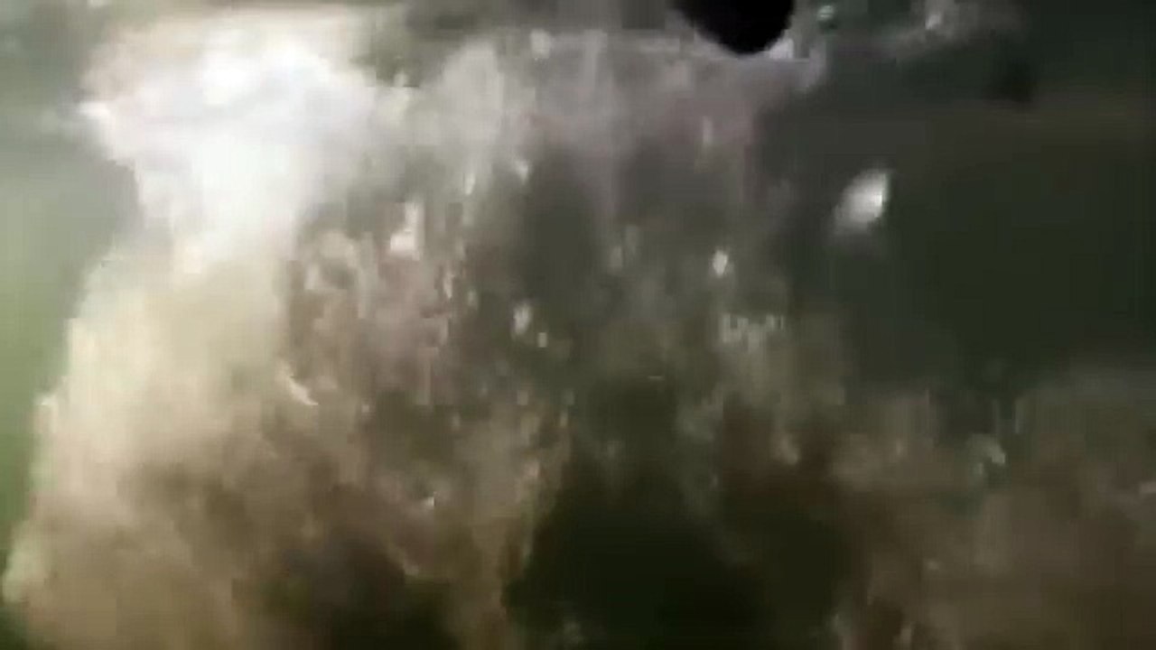 Croc kills Lion HD 62
