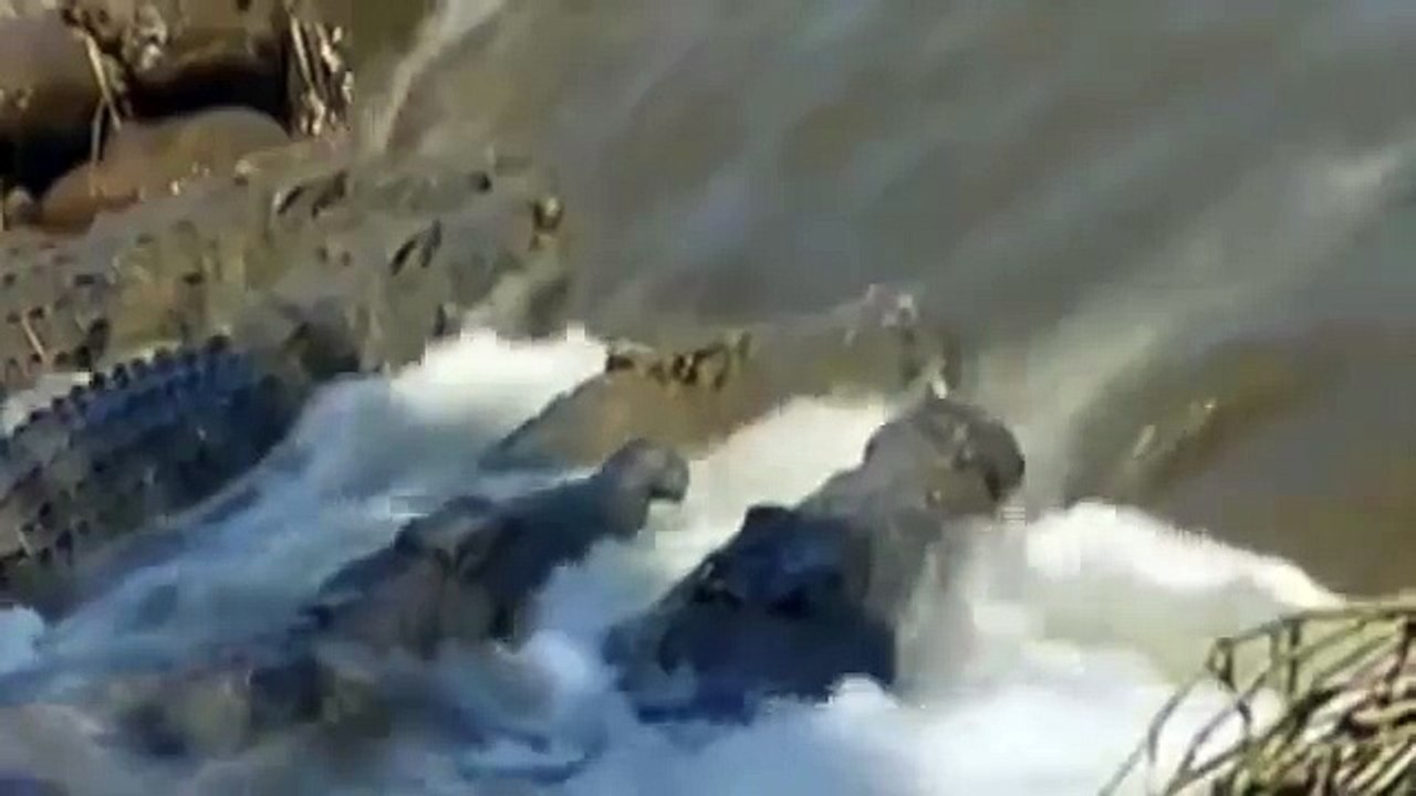 Croc kills Lion HD 60
