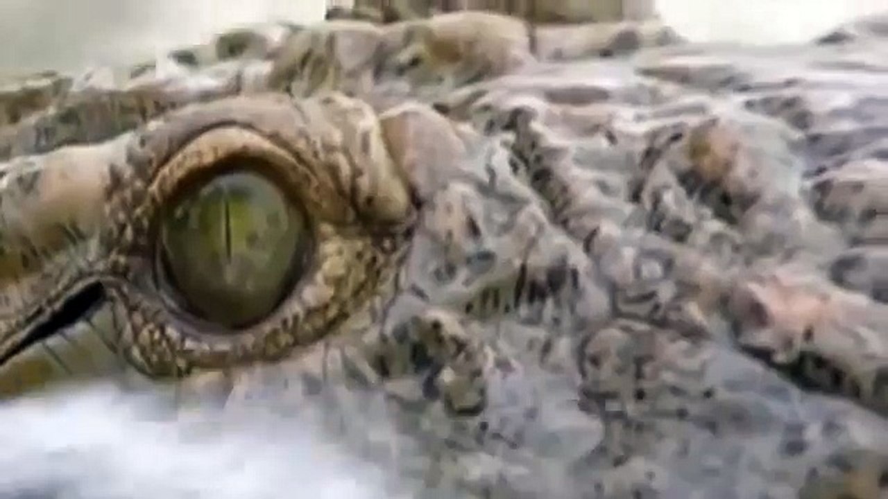 Croc kills Lion HD 61