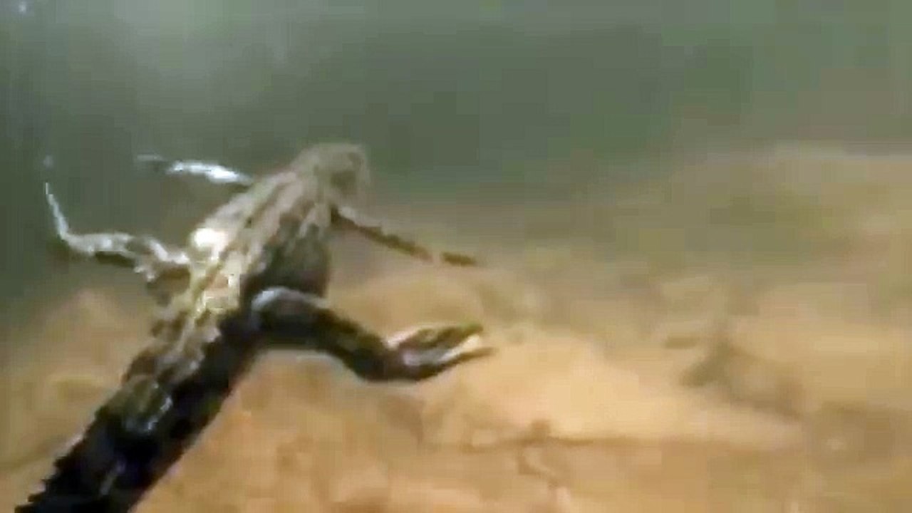Croc kills Lion HD 63
