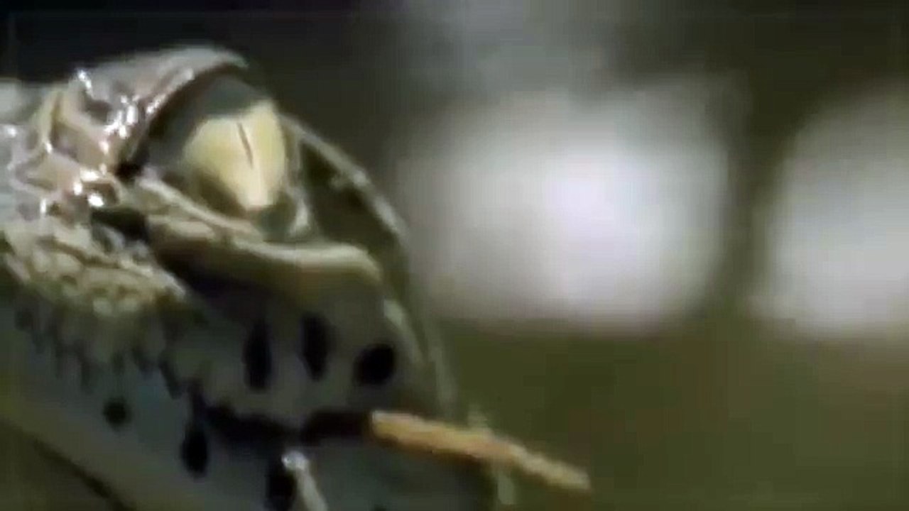 Croc kills Lion HD 65