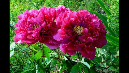 Si Tu T'arraches tu me Plante: de Gérard Vincent