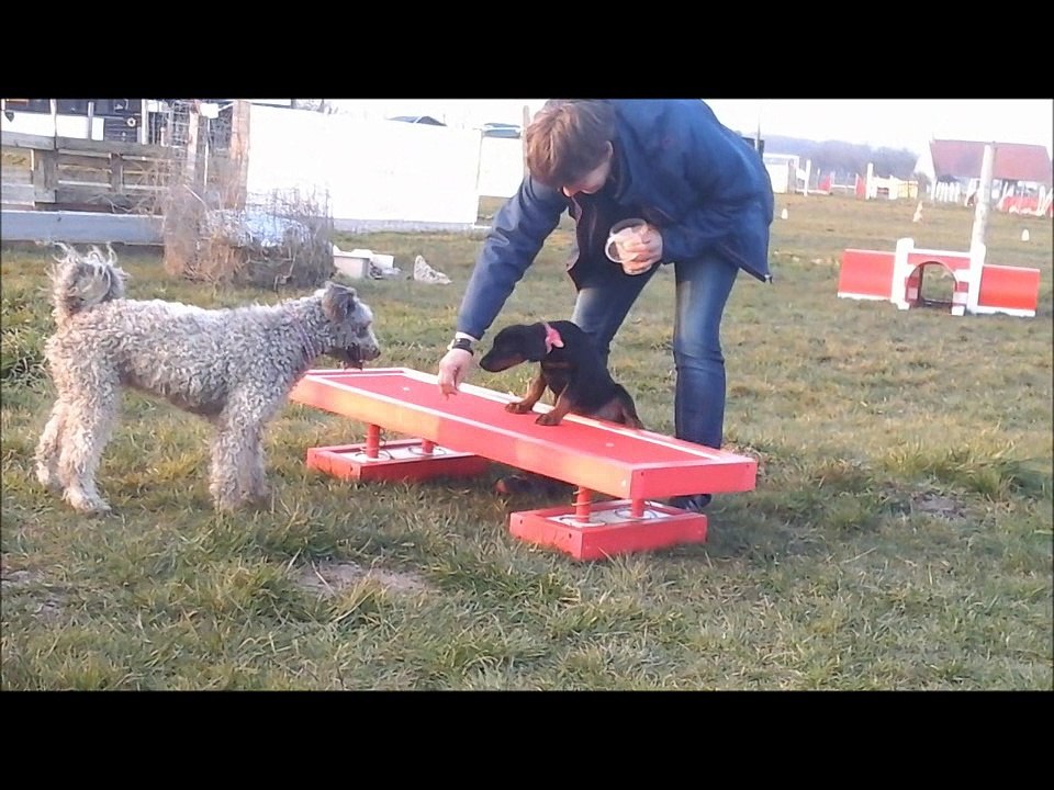 M-Tawana ecole du chiot