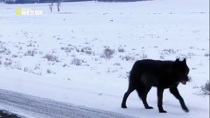 Ролик про животных