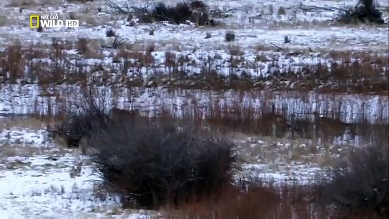 Ролик про животных