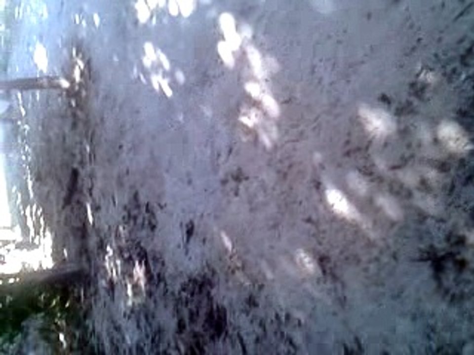 Quintal (1)