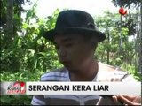 Korban Gigitan Kera Liar Terus Bertambah