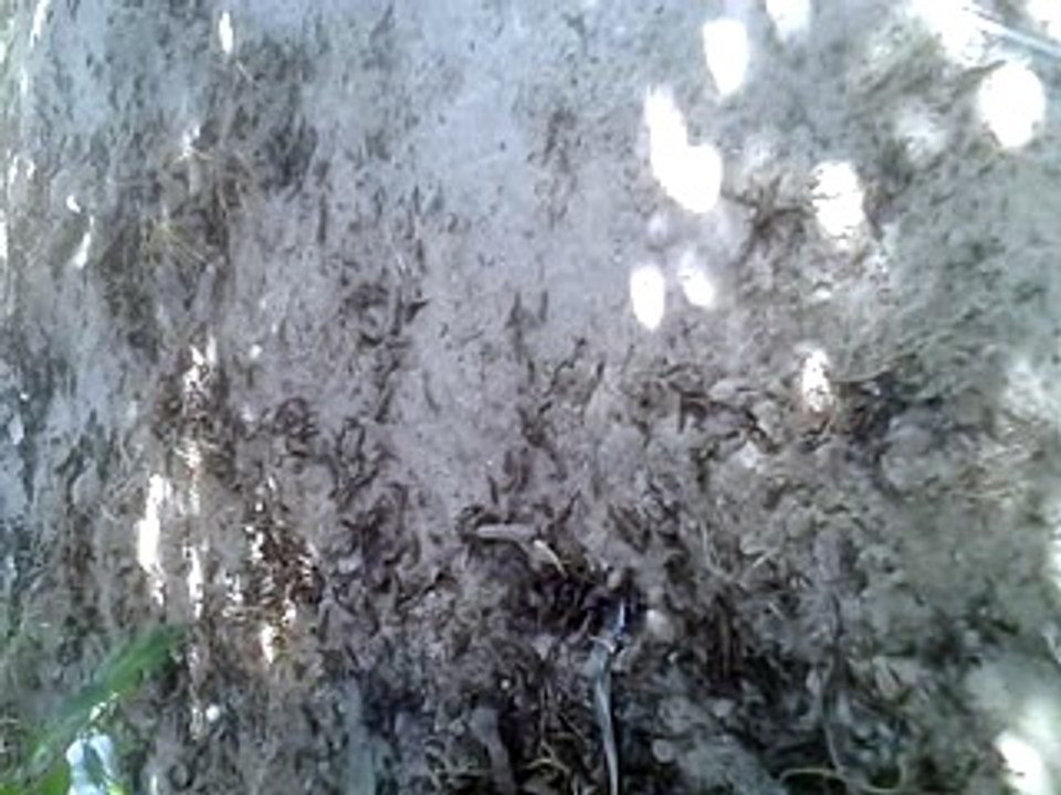 Quintal (8)