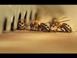 Connaissez Vous Vraiment Les Abeilles [Superbe Documentaire]